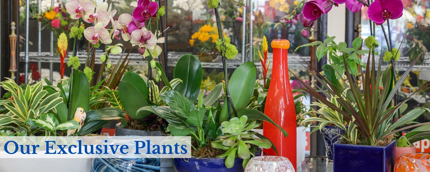 Mission Viejo Florist Conroy's Flowers Flower Delivery Mission Viejo